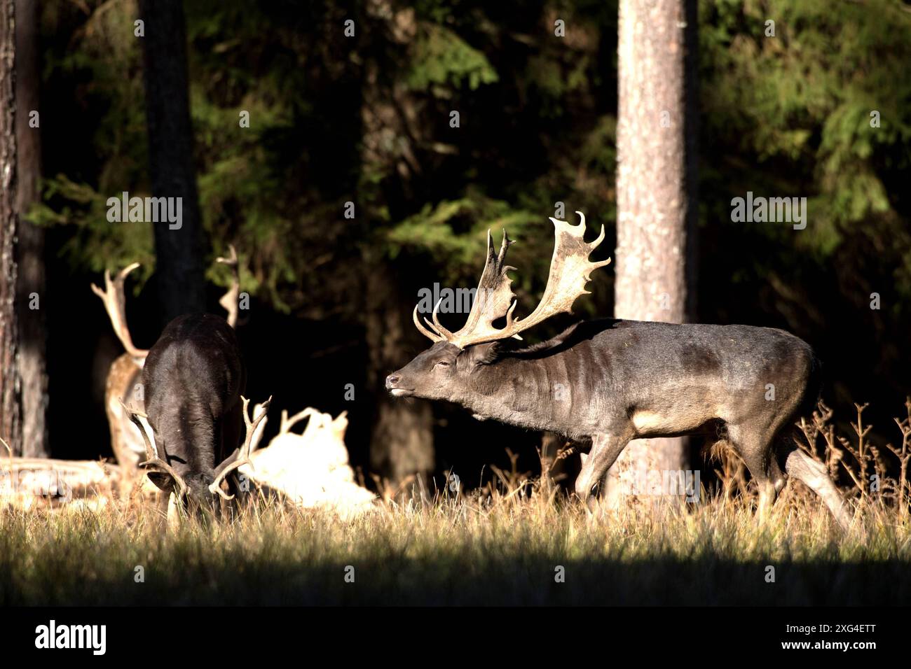 Damwild im Herbst Damwild Damhirsche im Herbst *** Damhirsch Damhirsch Damhirsch im Herbst Stockfoto