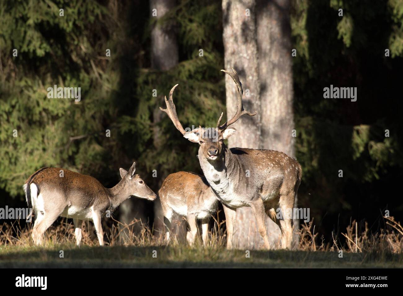 Damwild im Herbst Damwild Damhirsche im Herbst *** Damhirsch Damhirsch Damhirsch im Herbst Stockfoto