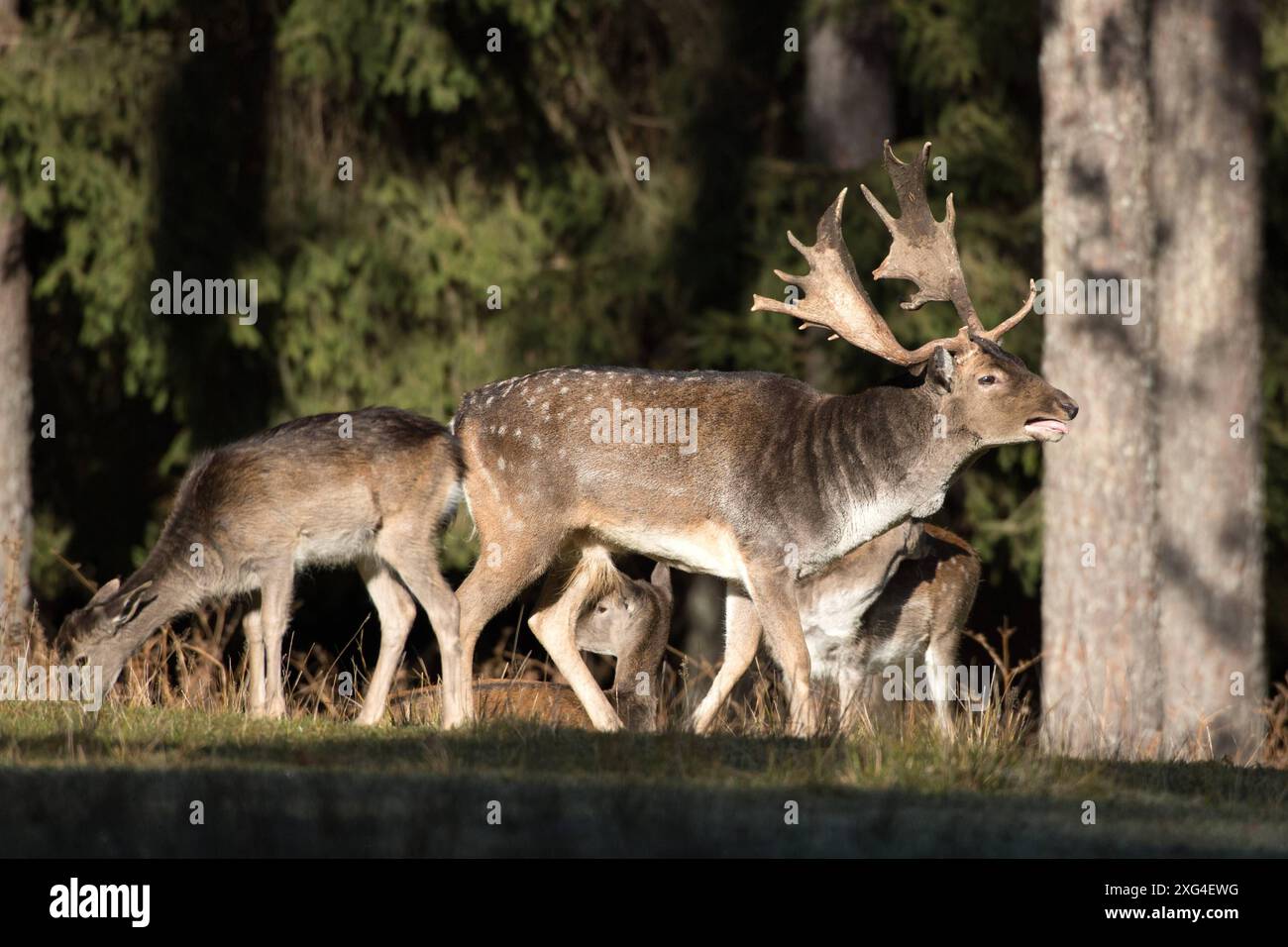 Damwild im Herbst Damwild Damhirsche im Herbst *** Damhirsch Damhirsch Damhirsch im Herbst Stockfoto