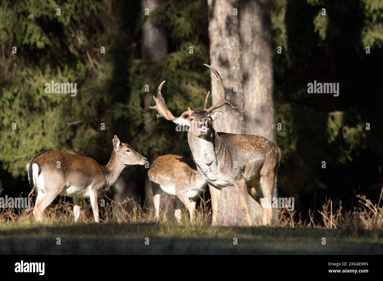 Damwild im Herbst Damwild Damhirsche im Herbst *** Damhirsch Damhirsch Damhirsch im Herbst Stockfoto