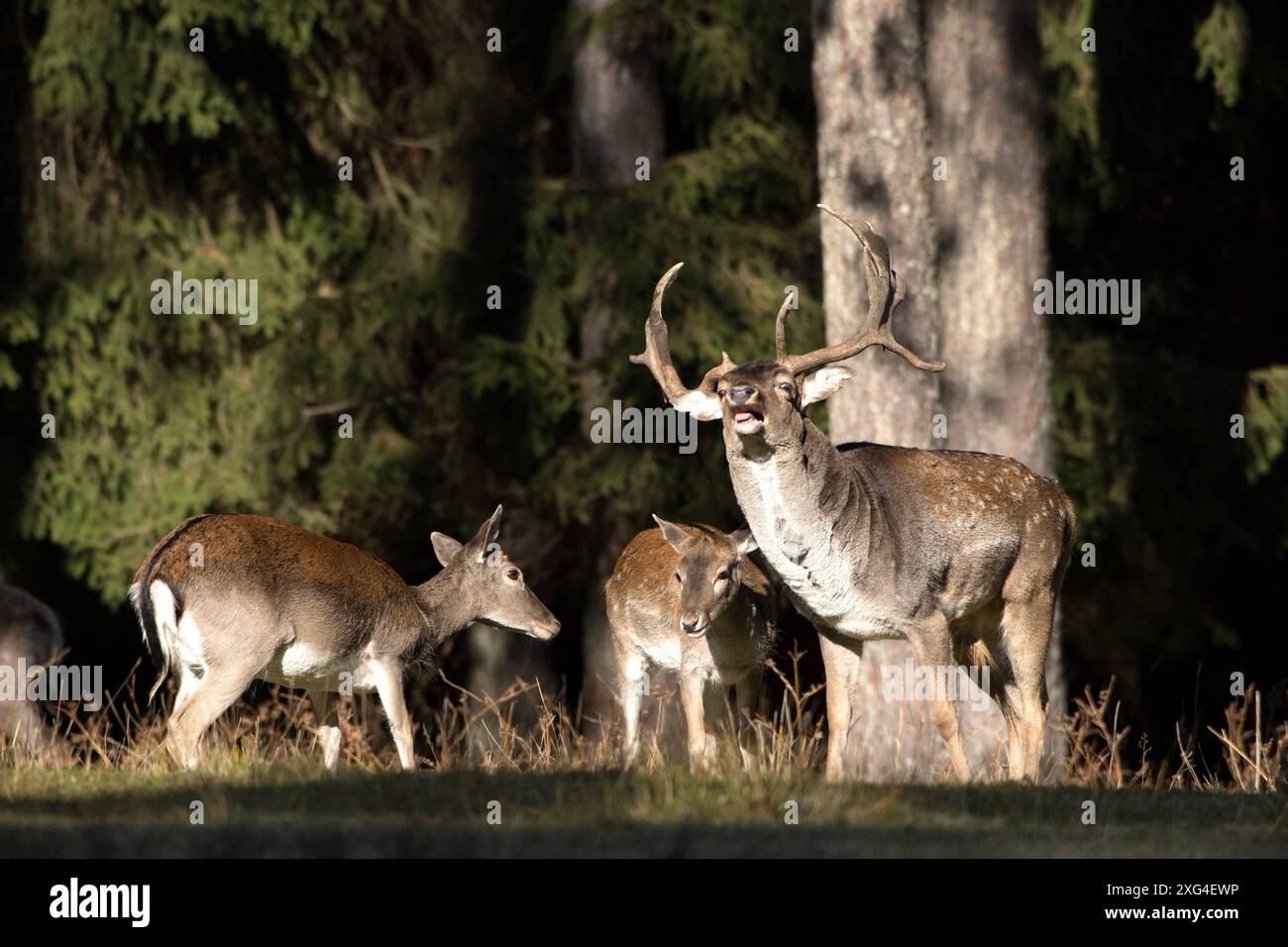 Damwild im Herbst Damwild Damhirsche im Herbst *** Damhirsch Damhirsch Damhirsch im Herbst Stockfoto
