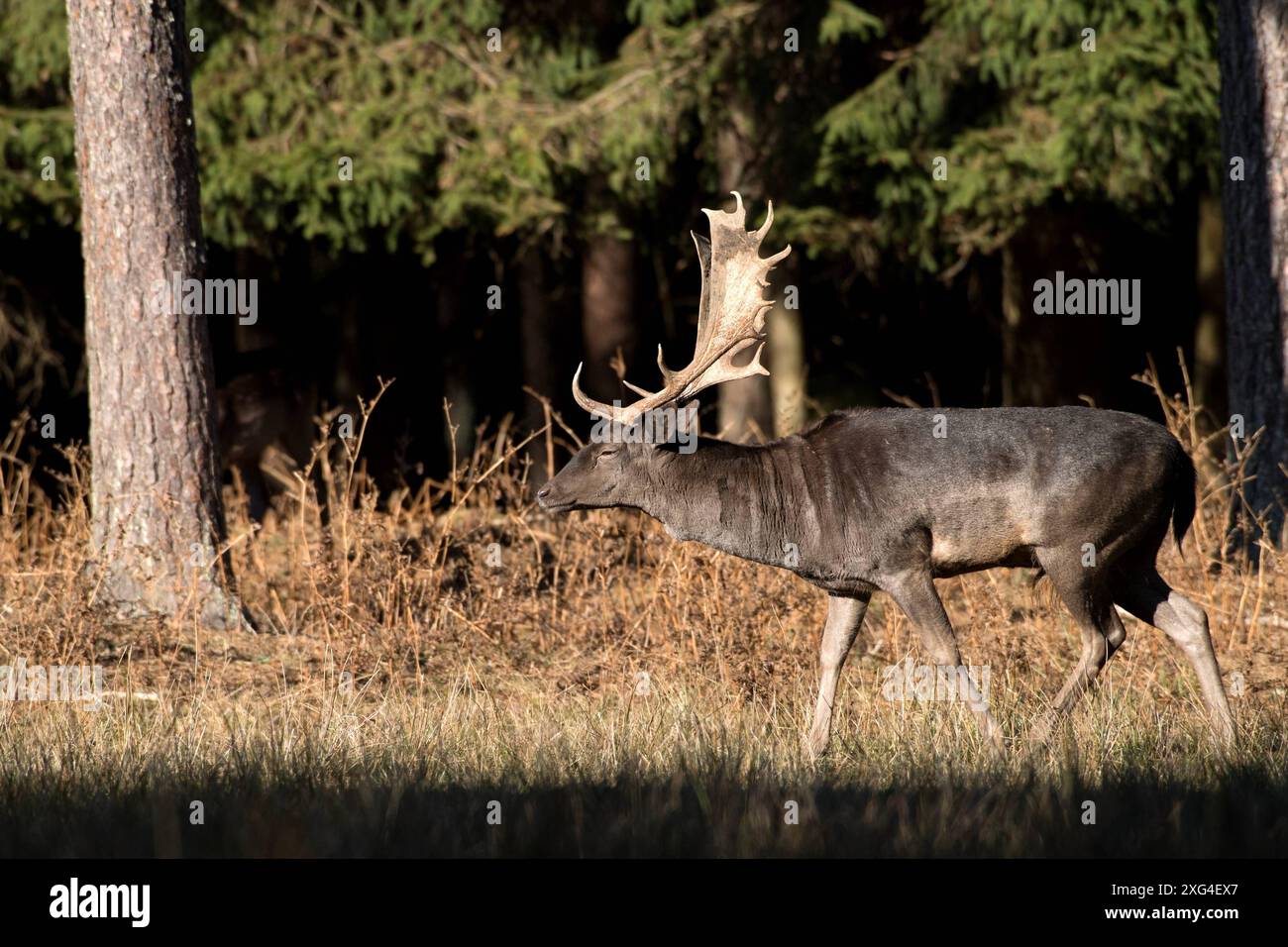 Damwild im Herbst Damwild Damhirsche im Herbst *** Damhirsch Damhirsch Damhirsch im Herbst Stockfoto