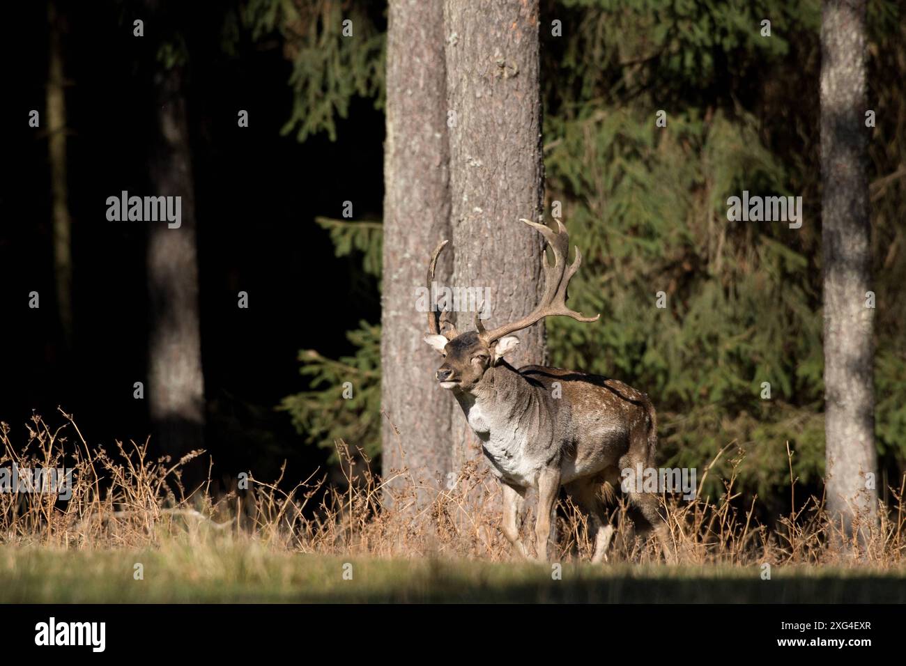 Damwild im Herbst Damwild Damhirsche im Herbst *** Damhirsch Damhirsch Damhirsch im Herbst Stockfoto