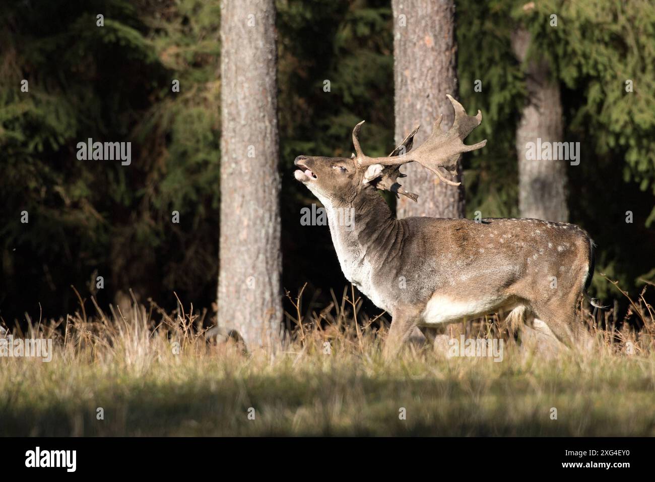 Damwild im Herbst Damwild Damhirsche im Herbst *** Damhirsch Damhirsch Damhirsch im Herbst Stockfoto