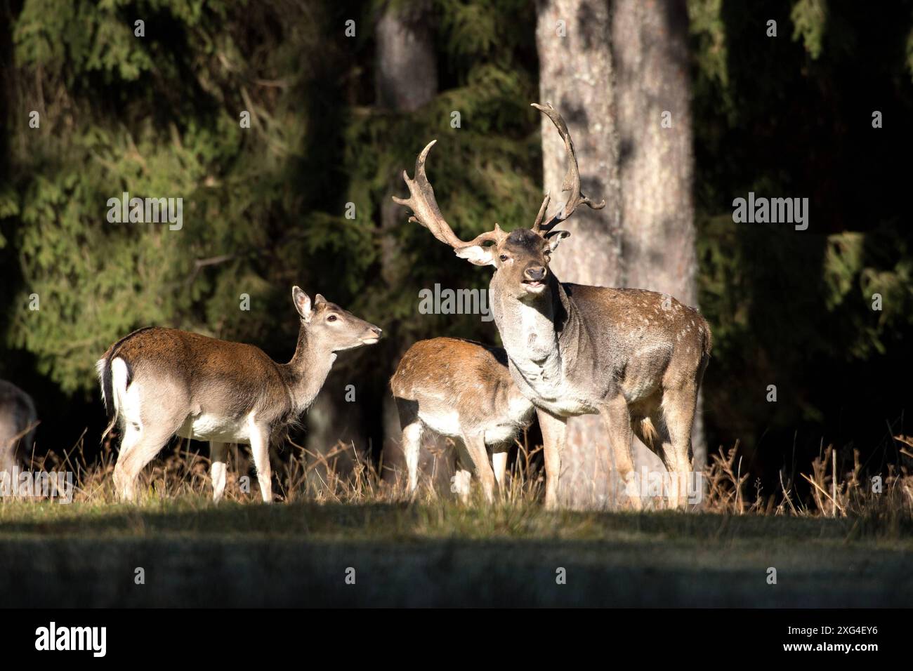 Damwild im Herbst Damwild Damhirsche im Herbst *** Damhirsch Damhirsch Damhirsch im Herbst Stockfoto