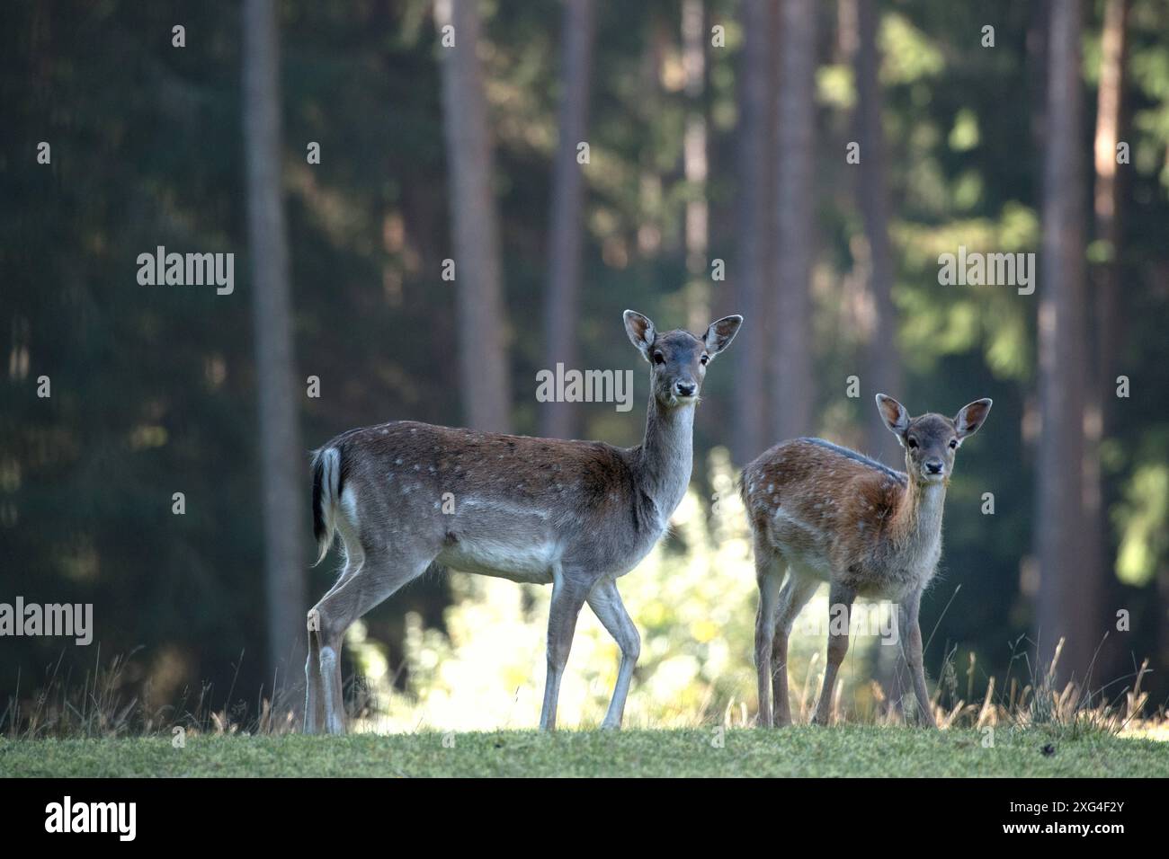 Damwild im Herbst Damwild Damhirsche im Herbst *** Damhirsch Damhirsch Damhirsch im Herbst Stockfoto