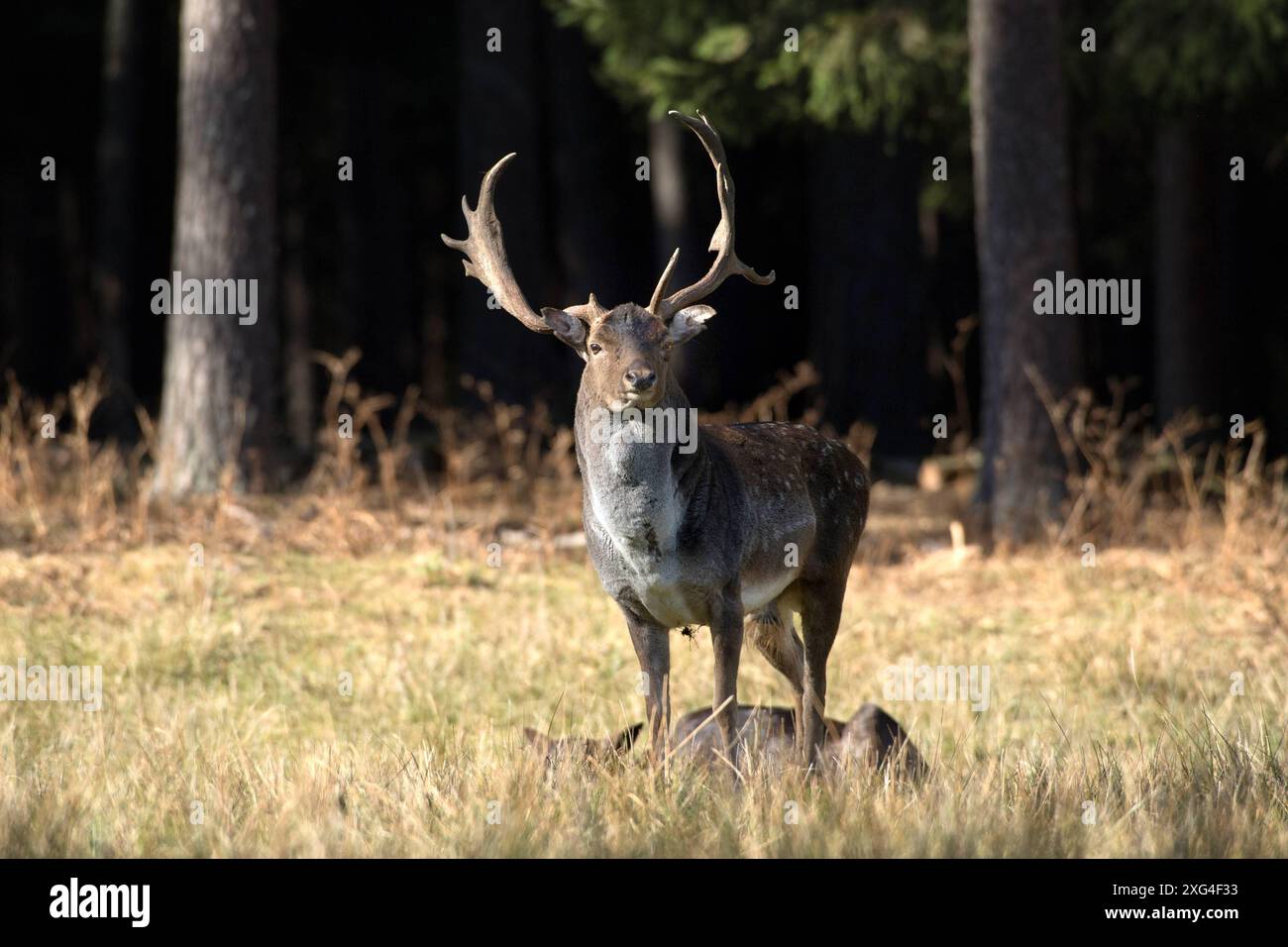 Damwild im Herbst Damwild Damhirsche im Herbst *** Damhirsch Damhirsch Damhirsch im Herbst Stockfoto