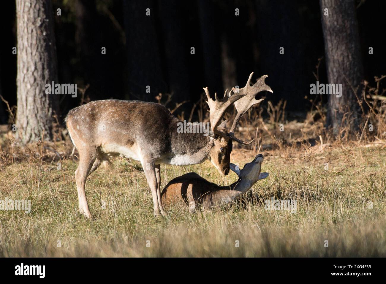 Damwild im Herbst Damwild Damhirsche im Herbst *** Damhirsch Damhirsch Damhirsch im Herbst Stockfoto