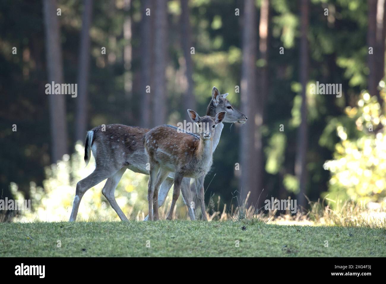 Damwild im Herbst Damwild Damhirsche im Herbst *** Damhirsch Damhirsch Damhirsch im Herbst Stockfoto