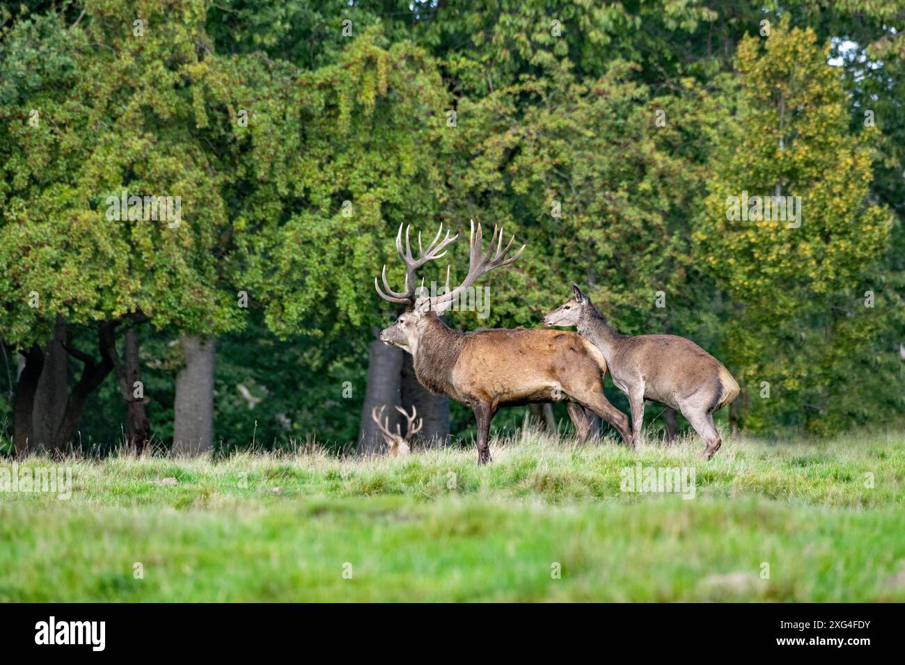 Rotwild zur auslaufenden Brunftzeit Rothirsche, Rotwild Brunftzeit Hirsche, Rothirsche Brunft, Rudelbildung Rotwild, *** Rotwild am Ende der Ru Stockfoto