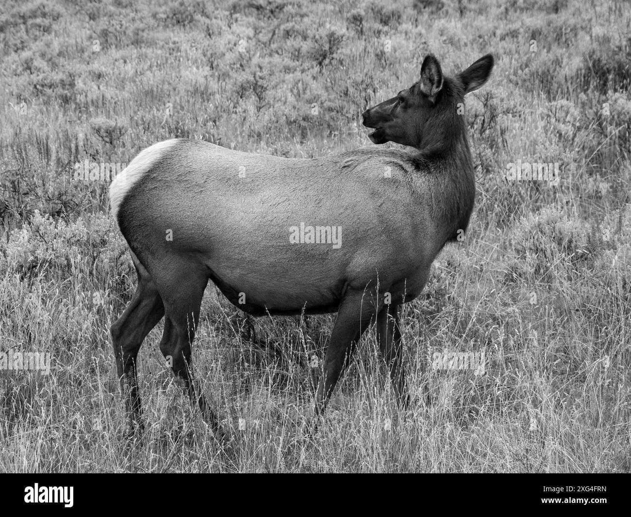 Elche sind ein häufiger Ort im Yellowstone National Park und ihre majestätische Präsenz ist ein willkommener Anblick für eine Stadt Stockfoto