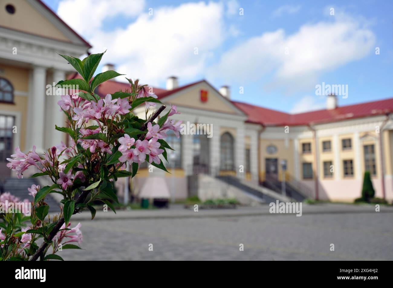 Mitte Mai vor dem Hintergrund eines historischen Gebäudes in der Stadt Pinsk eine Masse rosafarbener Weigela florida Blumen. Stockfoto