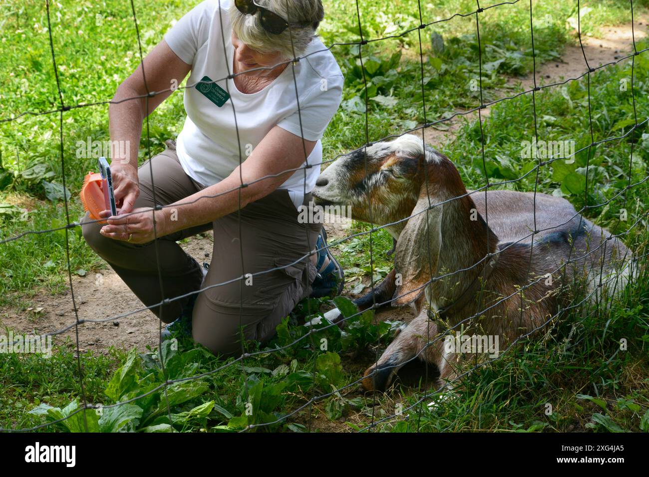 Eine Frau macht ein Selfie-Foto mit einer Ziege an der Carl Sandburg Home Historic Site in Flat Rock, North Carolina (siehe zusätzliche Informationen). Stockfoto