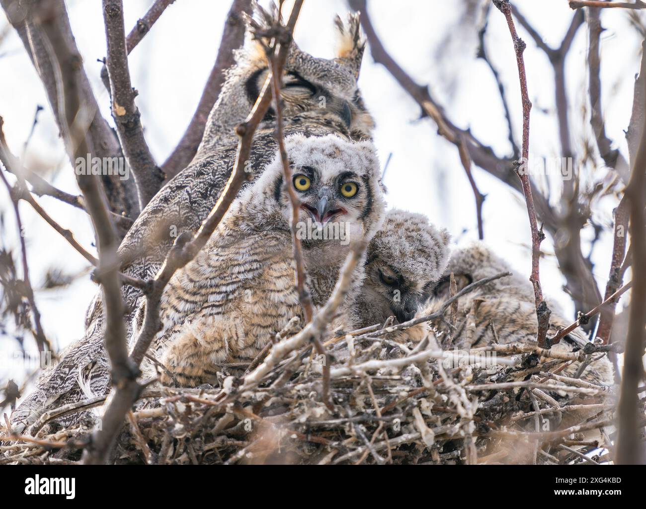 Ein weiäugiges und neugieriges Eule, das den Betrachter aus seinem Nest ansieht. Stockfoto