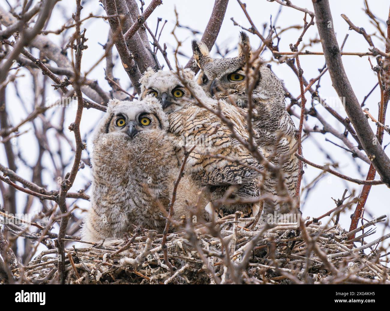 Porträt der Großhorneule in ihrem Nest, mit zwei Eulen vorne und dem Elternteil hinten. Nahbeobachtung im frühen Frühling. Stockfoto