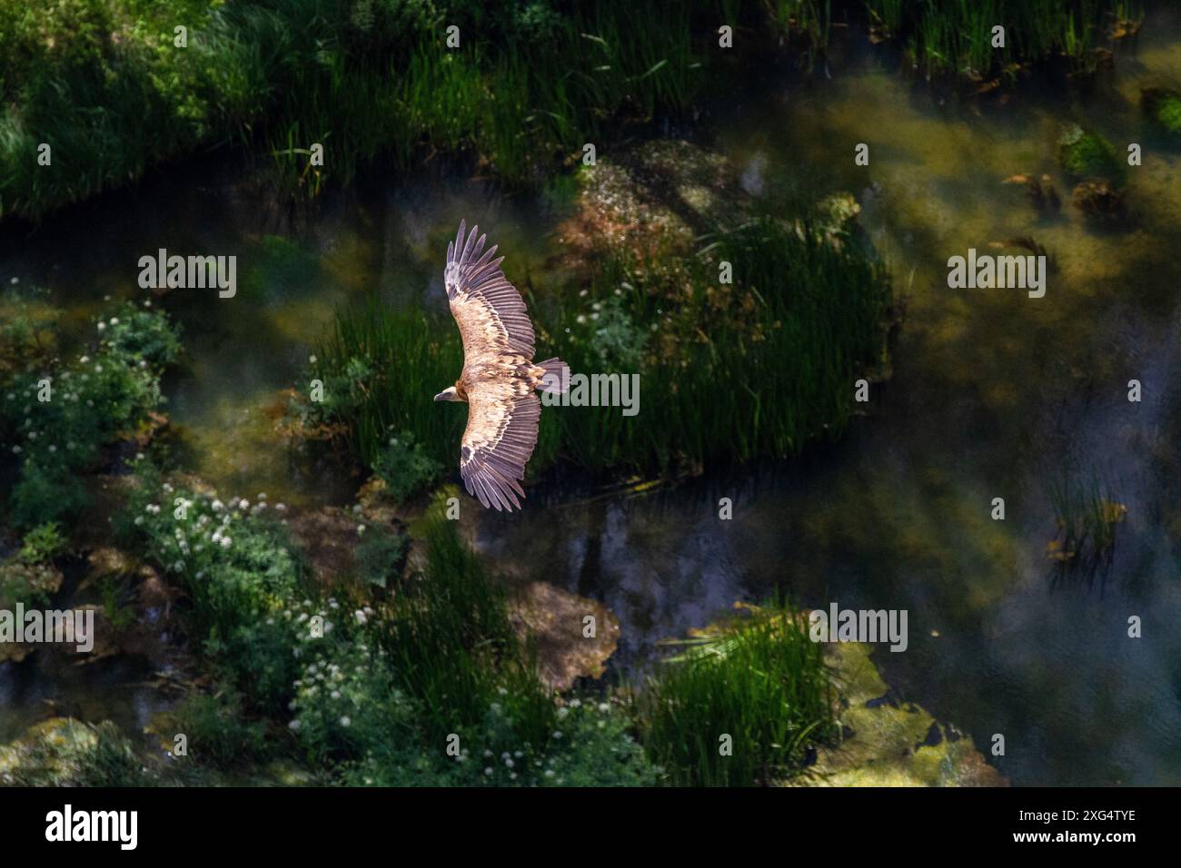 Eurasischer Gänsegeier (Gyps fulvus) fliegt in der spanischen Berglandschaft Stockfoto