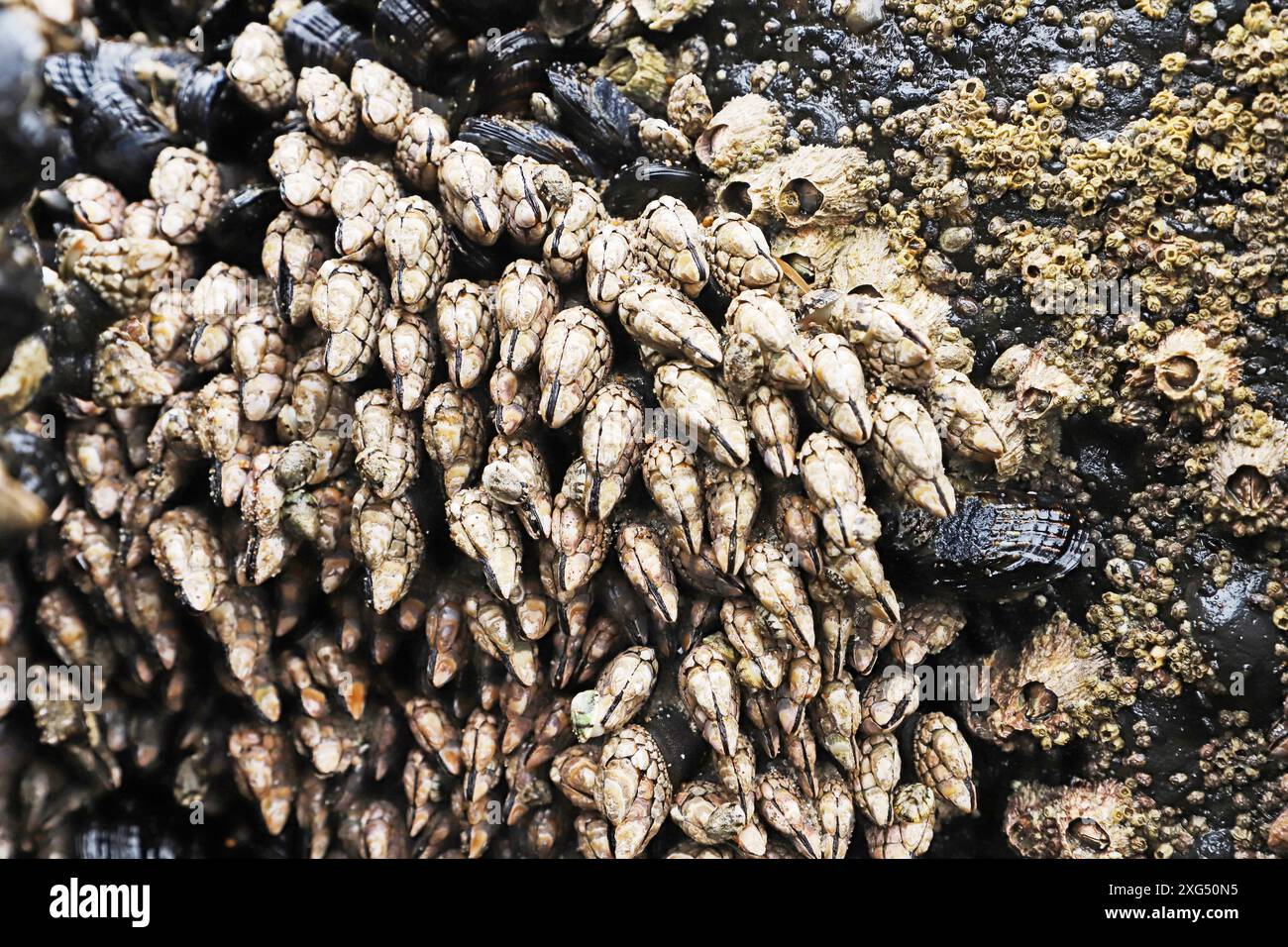 Der Schwanenhalsbarsch Pollicipes polymerus wächst auf Felsen an der Pazifikküste von Oregon in der Nähe der Stadt Seal Rock, Oregon. Stockfoto