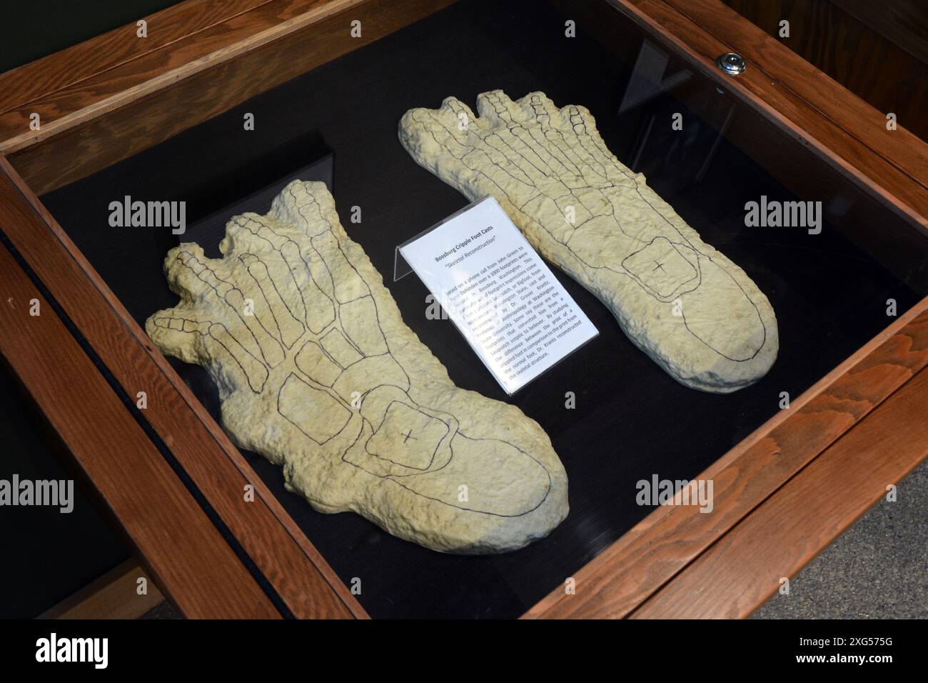 Das kanadische Museum zeigt Gipsabgüsse von Sasquatch oder Bigfoot Tracks vom Bossburg Trackway aus dem Jahr 1969 im Nordosten des US-Bundesstaates Washington. Stockfoto