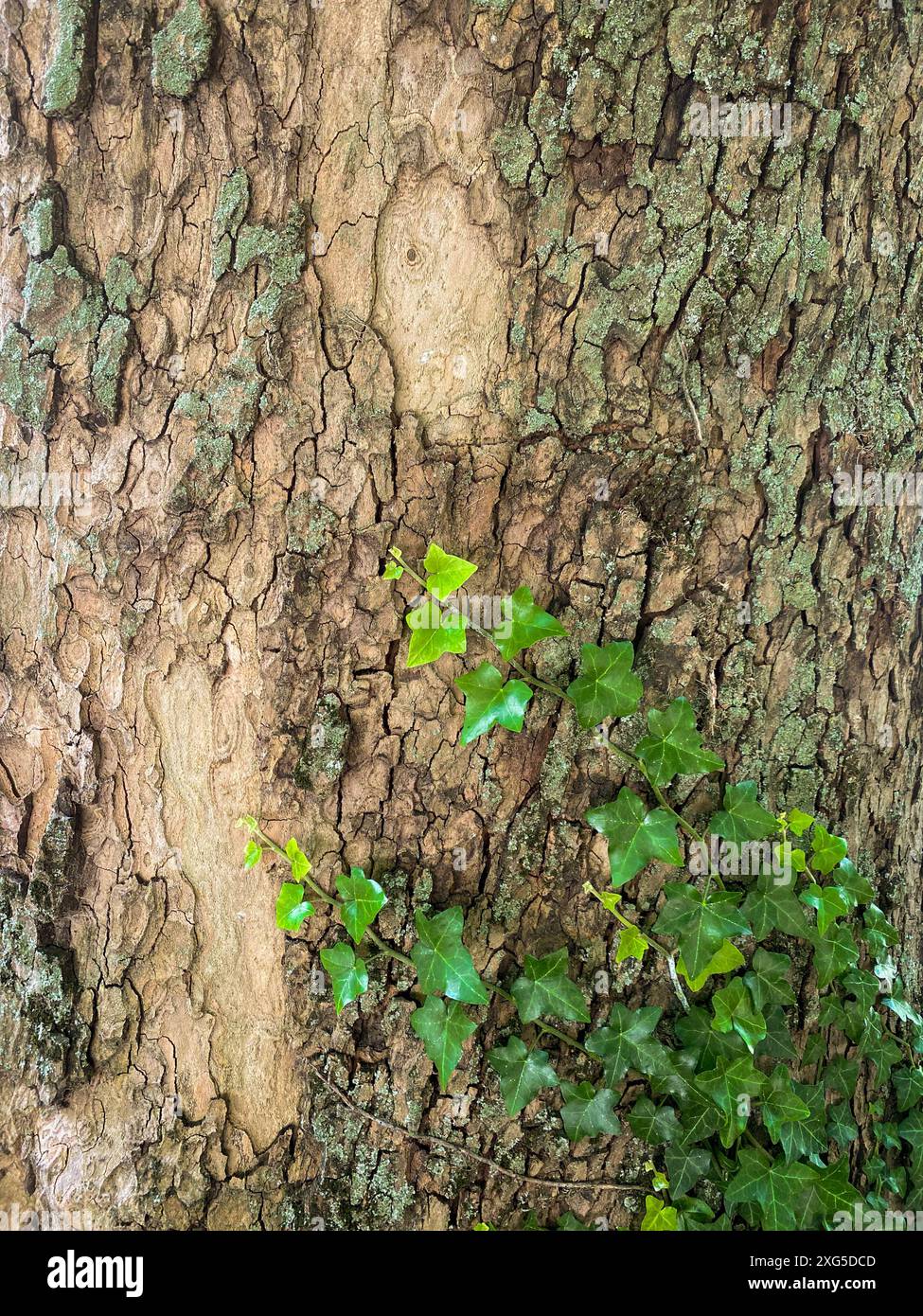 Rinde eines Baumes mit Efeu, der auf dem vertikalen Naturhintergrund wächst Stockfoto