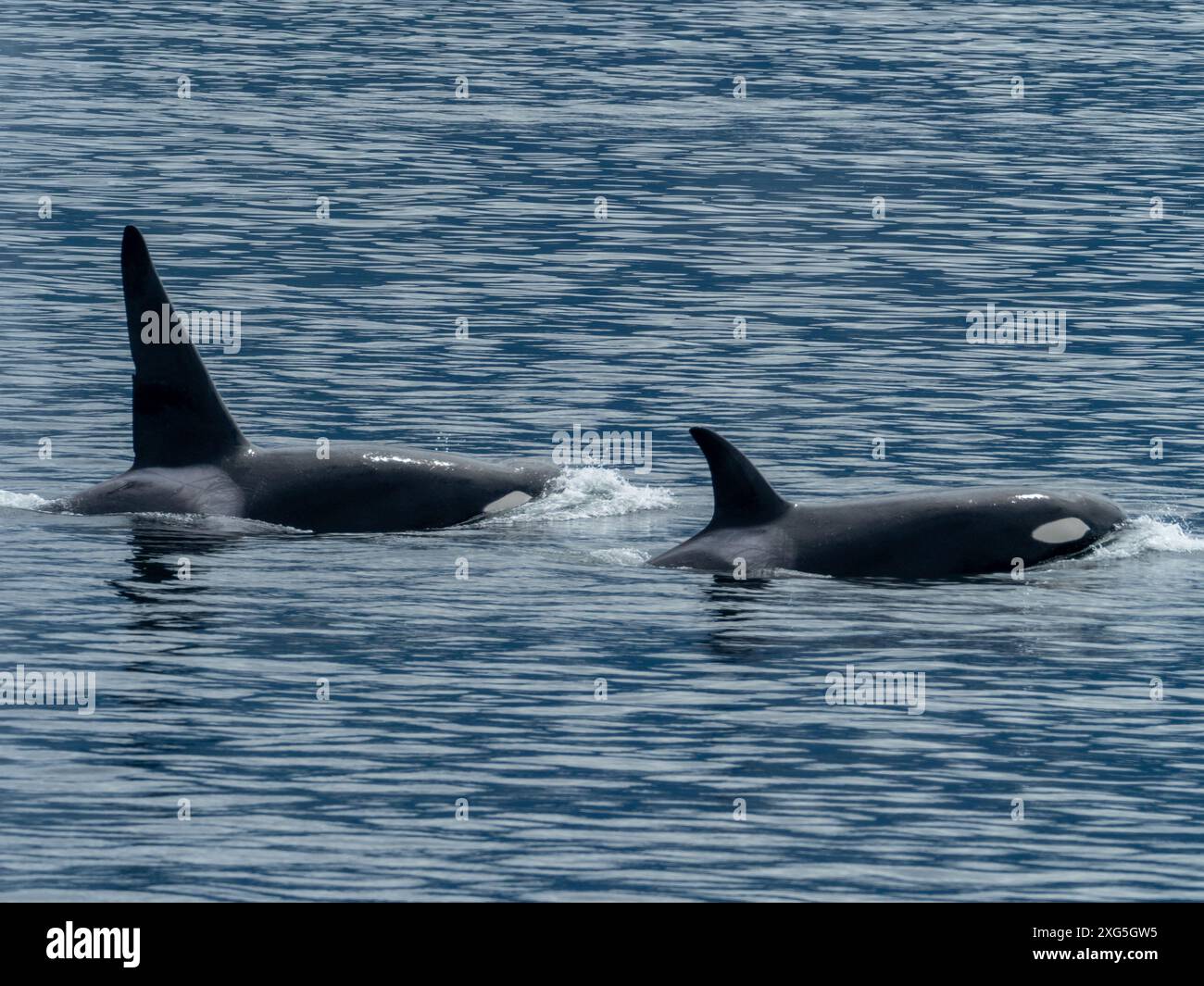 Transiente oder Bigg-Killerwale, Orcinus rectpinnus, in der Chatham Strait im Südosten Alaskas, USA Stockfoto