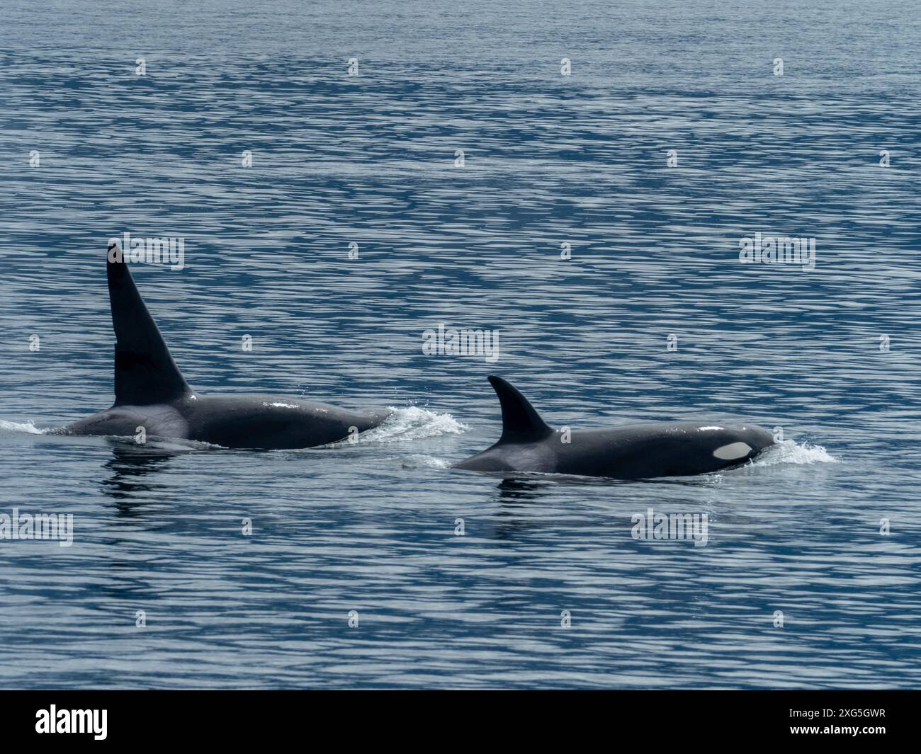Transiente oder Bigg-Killerwale, Orcinus rectpinnus, in der Chatham Strait im Südosten Alaskas, USA Stockfoto