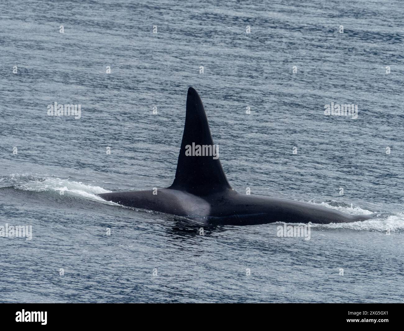 Transiente oder Bigg-Killerwale, Orcinus rectpinnus, in der Chatham Strait im Südosten Alaskas, USA Stockfoto