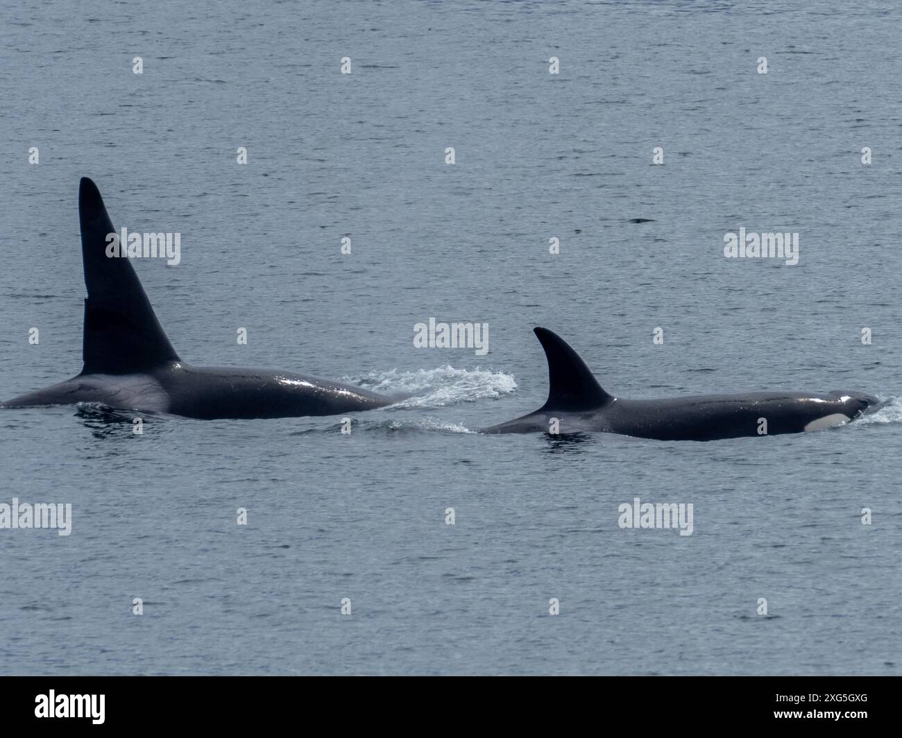 Transiente oder Bigg-Killerwale, Orcinus rectpinnus, in der Chatham Strait im Südosten Alaskas, USA Stockfoto