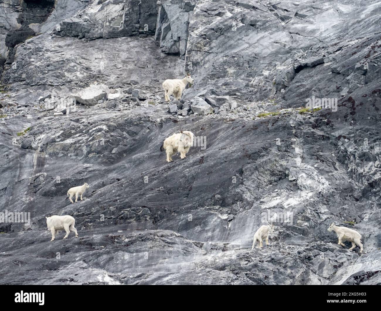 Bergziegen, Oreamnos americanus, auf den Klippen des düsteren Knob, Glacier Bay National Park, Alaska, USA Stockfoto