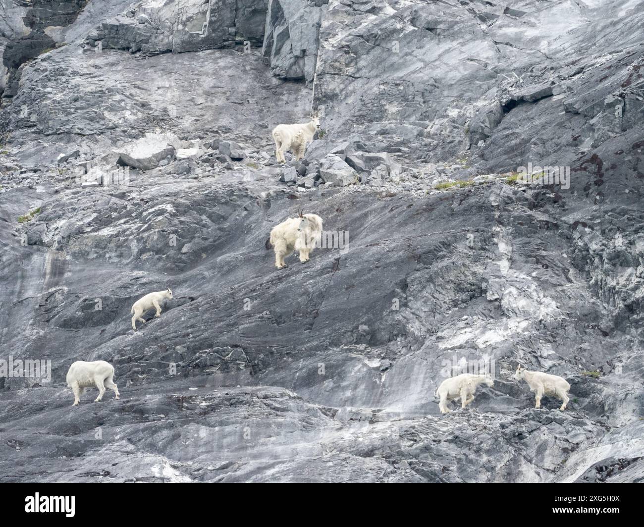 Bergziegen, Oreamnos americanus, auf den Klippen des düsteren Knob, Glacier Bay National Park, Alaska, USA Stockfoto