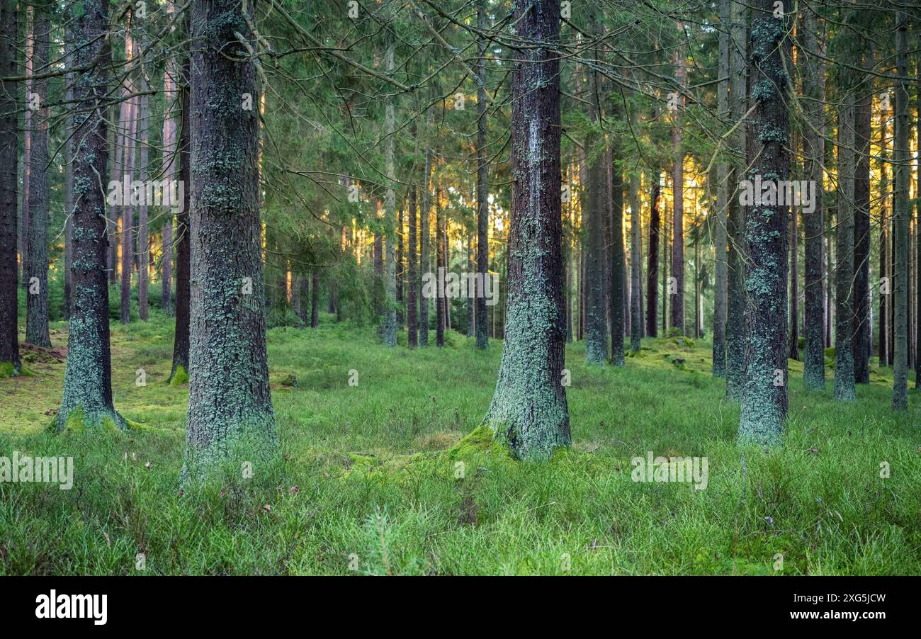 Silent Forest im Frühjahr mit schönen hellen Sonnenstrahlen Stockfoto