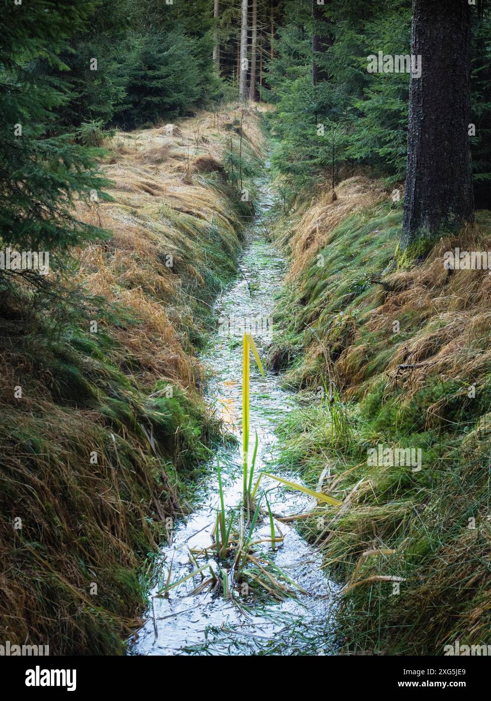 Ein Entwässerungsgraben, Waldsumpf Stockfoto