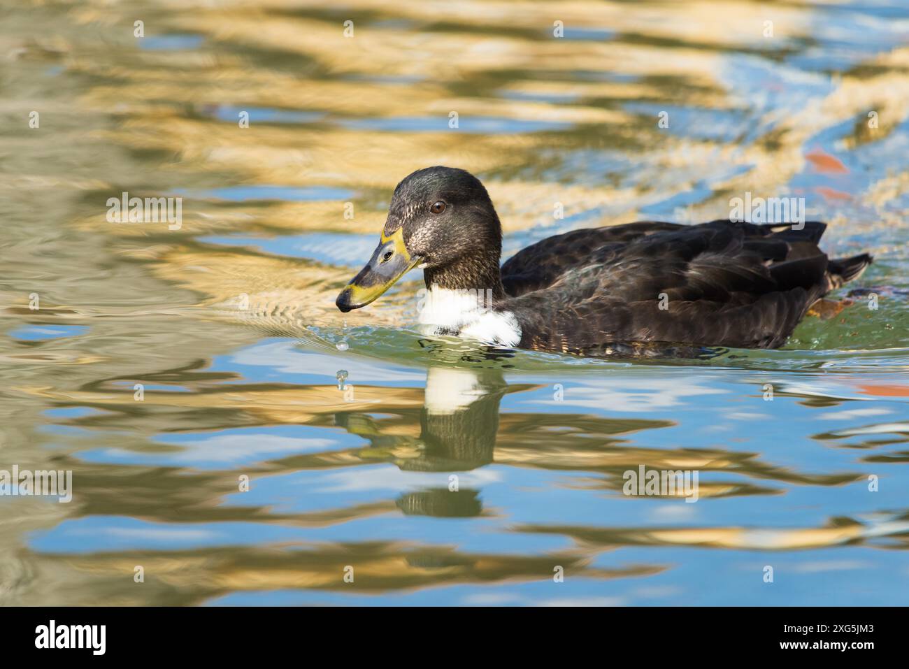 Mallard Duck Hen schwimmt auf dem Wasser eines Teiches Stockfoto