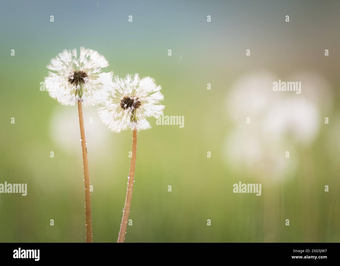 Dandelionkopf mit Sporen Stockfoto