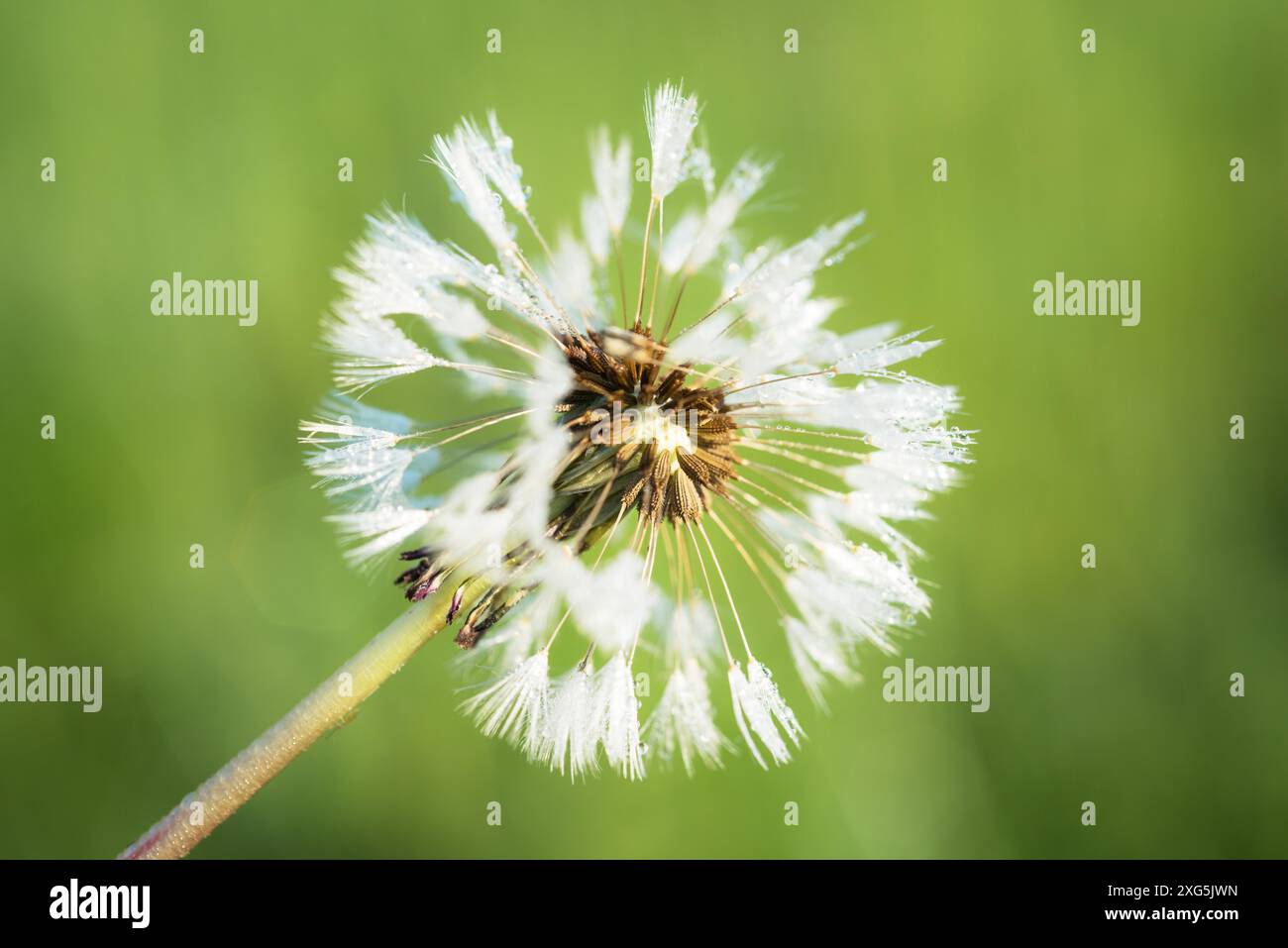 Dandelionkopf mit Sporen Stockfoto