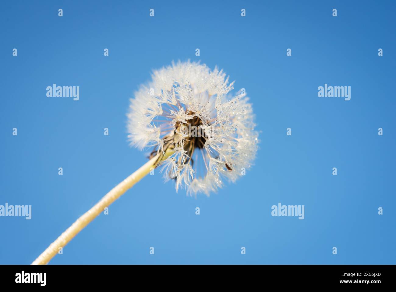 Dandelionkopf mit Sporen Stockfoto