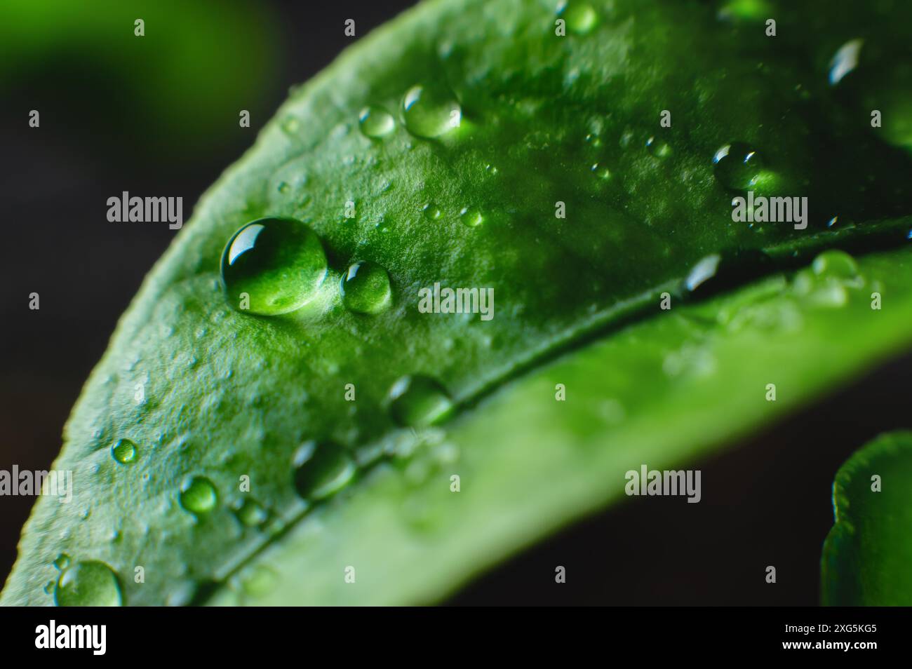 Schönheit transparenter Wassertropfen auf grünen Blättern Makro mit Sonnenblendung. Eine wunderschöne künstlerische Darstellung einer frischen Natur im Frühling oder Sommer. Stockfoto