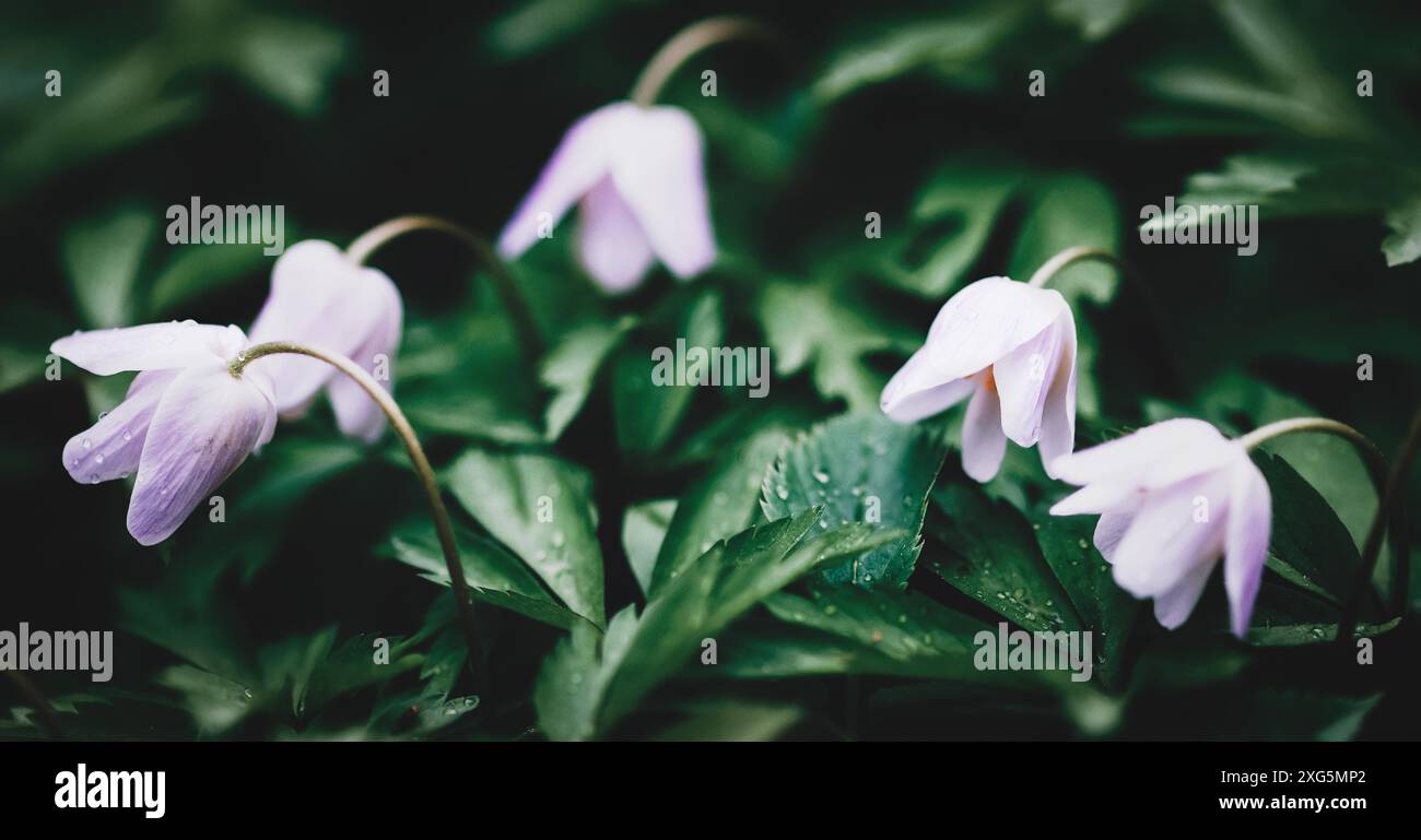 Holzanemonen im Frühlingswald, Wildblumen dunkel floralen Hintergrund Stockfoto