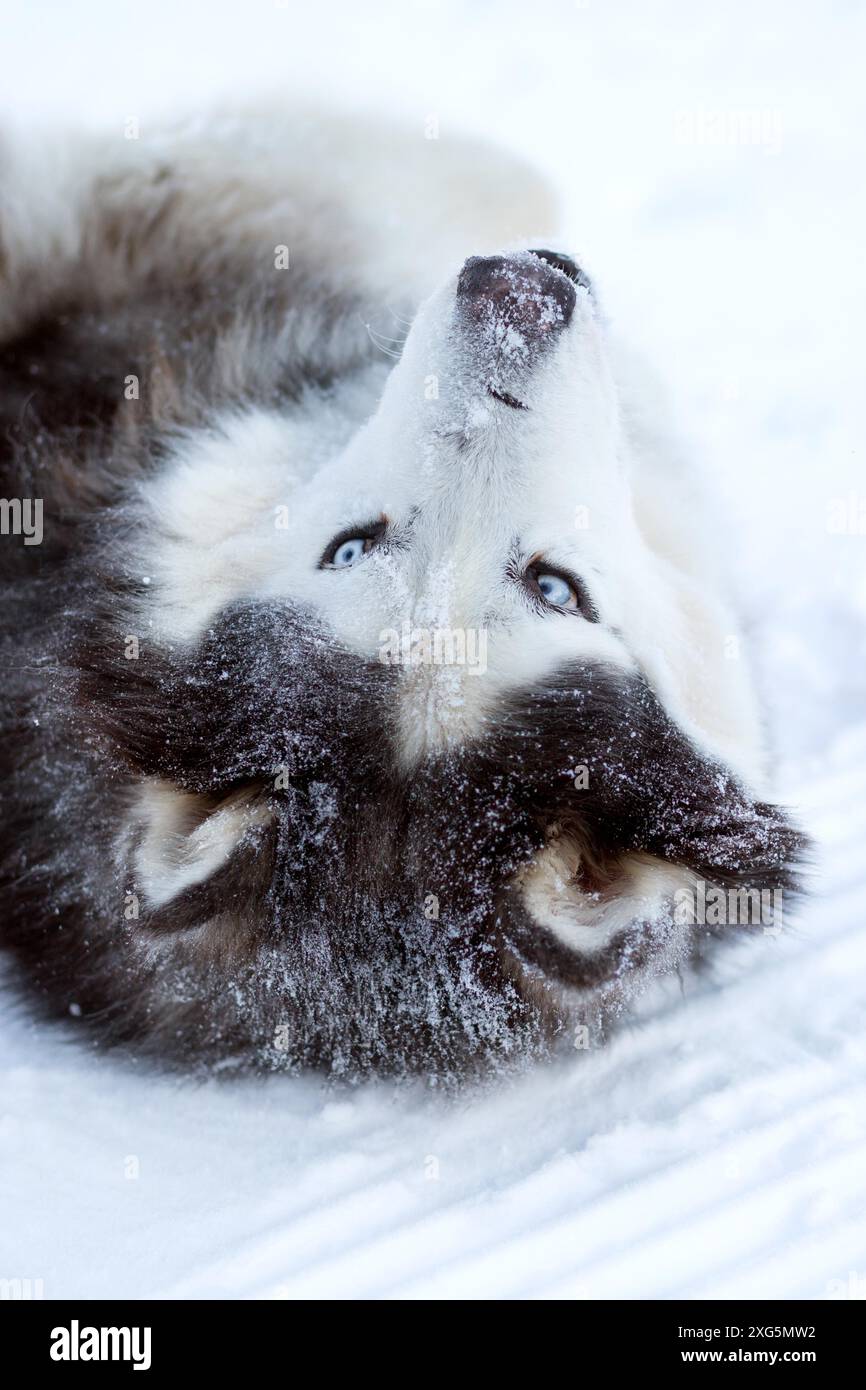 Alaskan Malamute Hund mit blauen Augen liegt auf dem Rücken im Schnee im Winter, Nahaufnahme Porträt Stockfoto