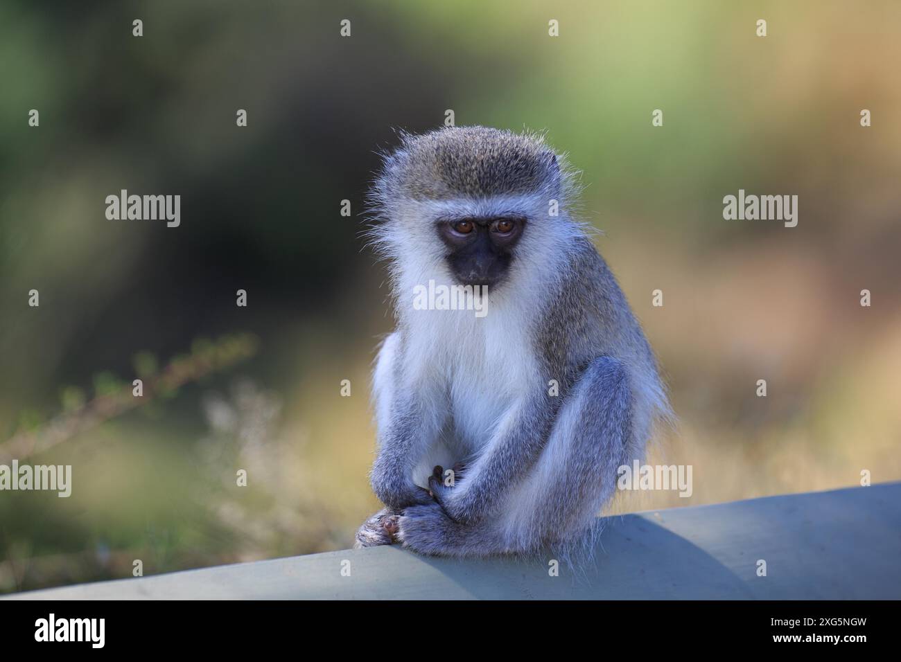 Säuglingsaffen Stockfoto