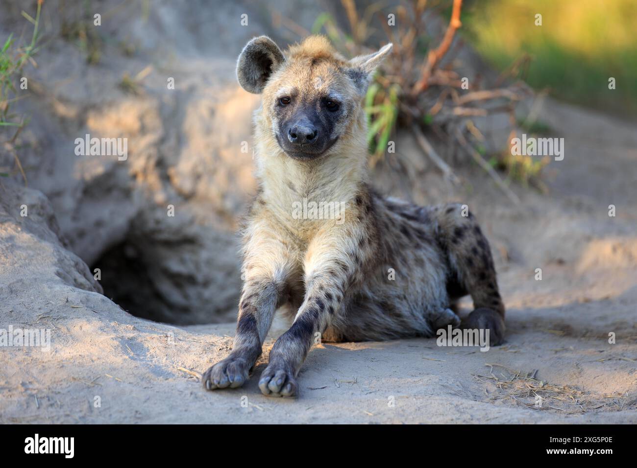 Junge Hyäne im Abendlicht vor der Höhle Stockfoto