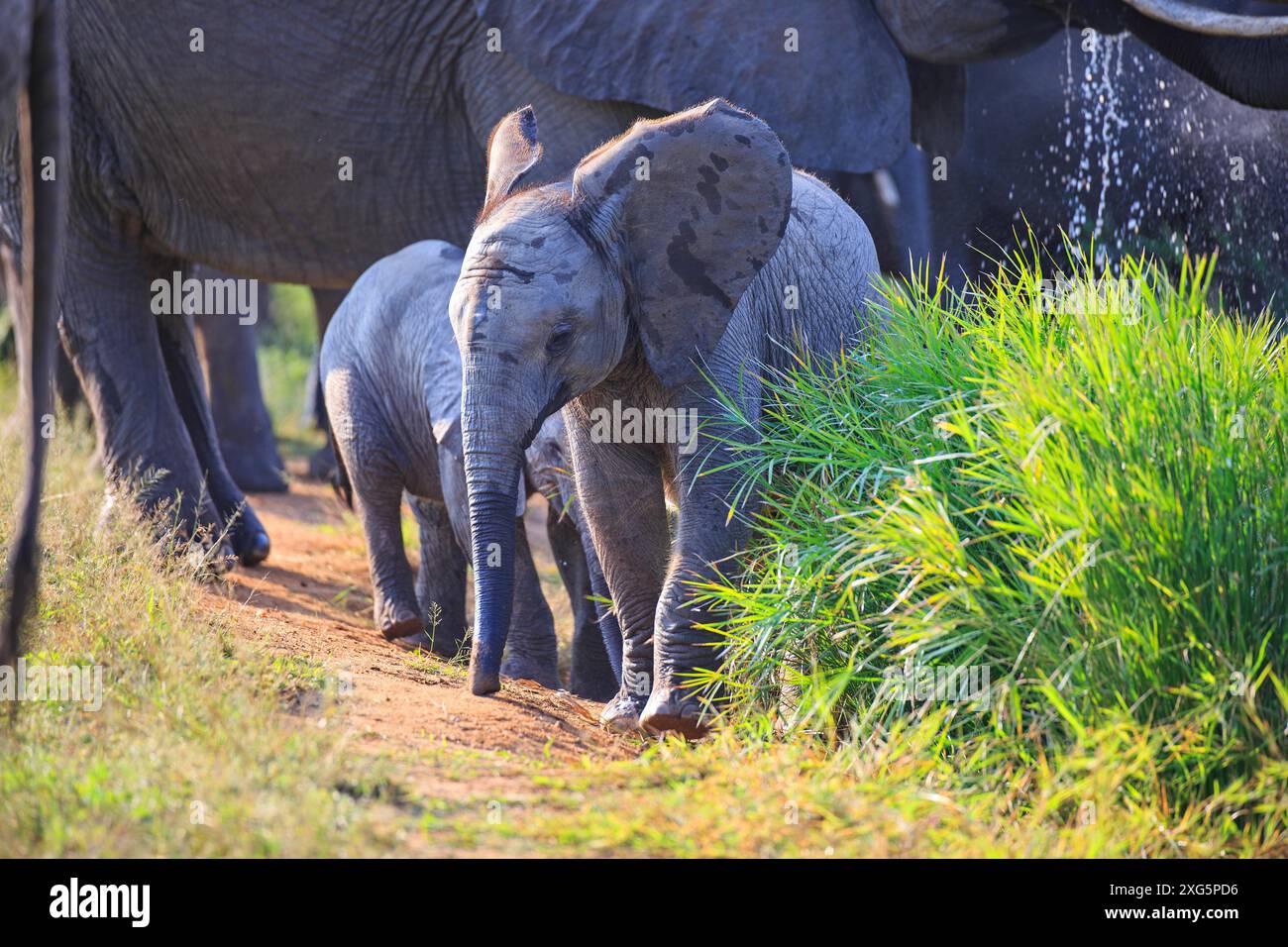 Elefant Kalb Stockfoto