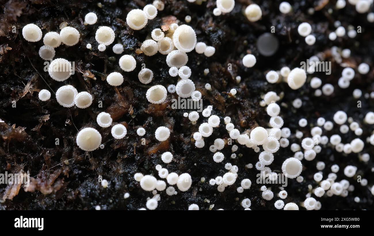 Makroaufnahme von winzigen Stangen Hairy Fairy Cups Lachnum virgineum Pilze im Regenwald von Mount Wellington, Hobart, Tasmanien, Australien Stockfoto