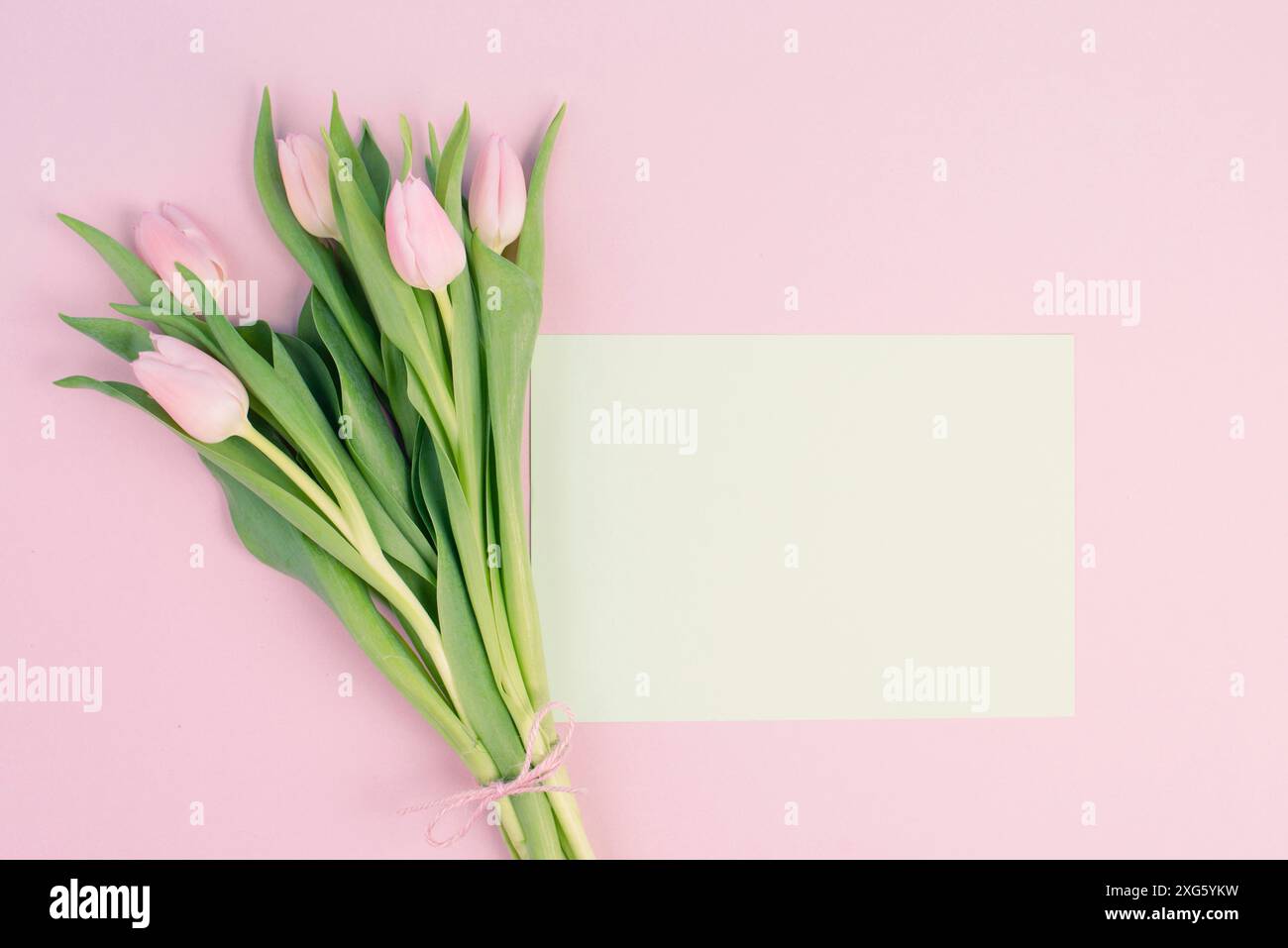 Rosa Tulpen Grußkarte für Geburtstag, osterferien, Frauentag, Muttertag, floraler Hintergrund mit Textkopie, Frühlingszeit Stockfoto