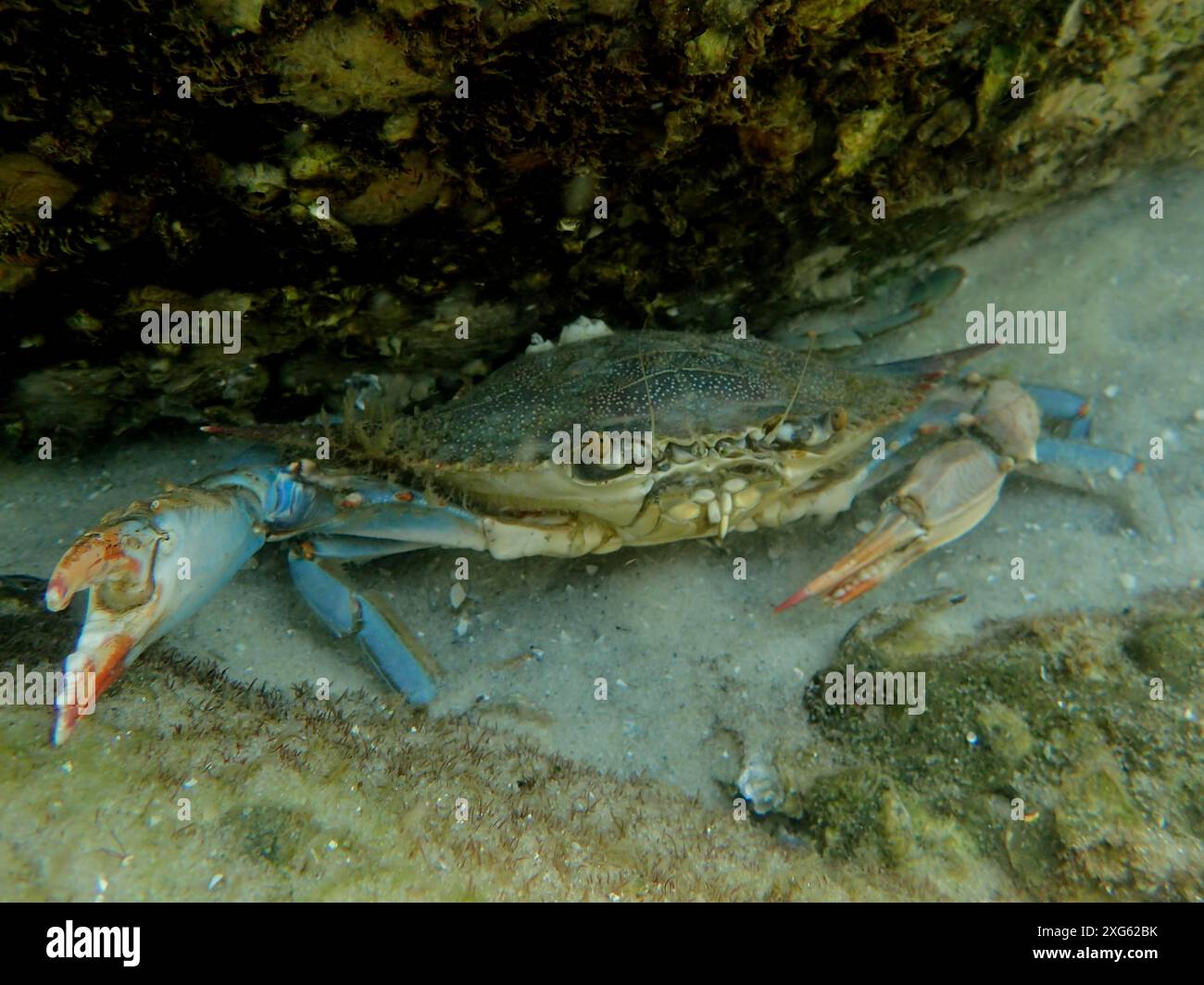 Die Blaue Krabbe (Callinectes sapidus) bedroht mit ihren Zangen auf dem Meeresboden. Tauchplatz John Pennekamp Coral Reef State Park, Key Largo, Florida Stockfoto