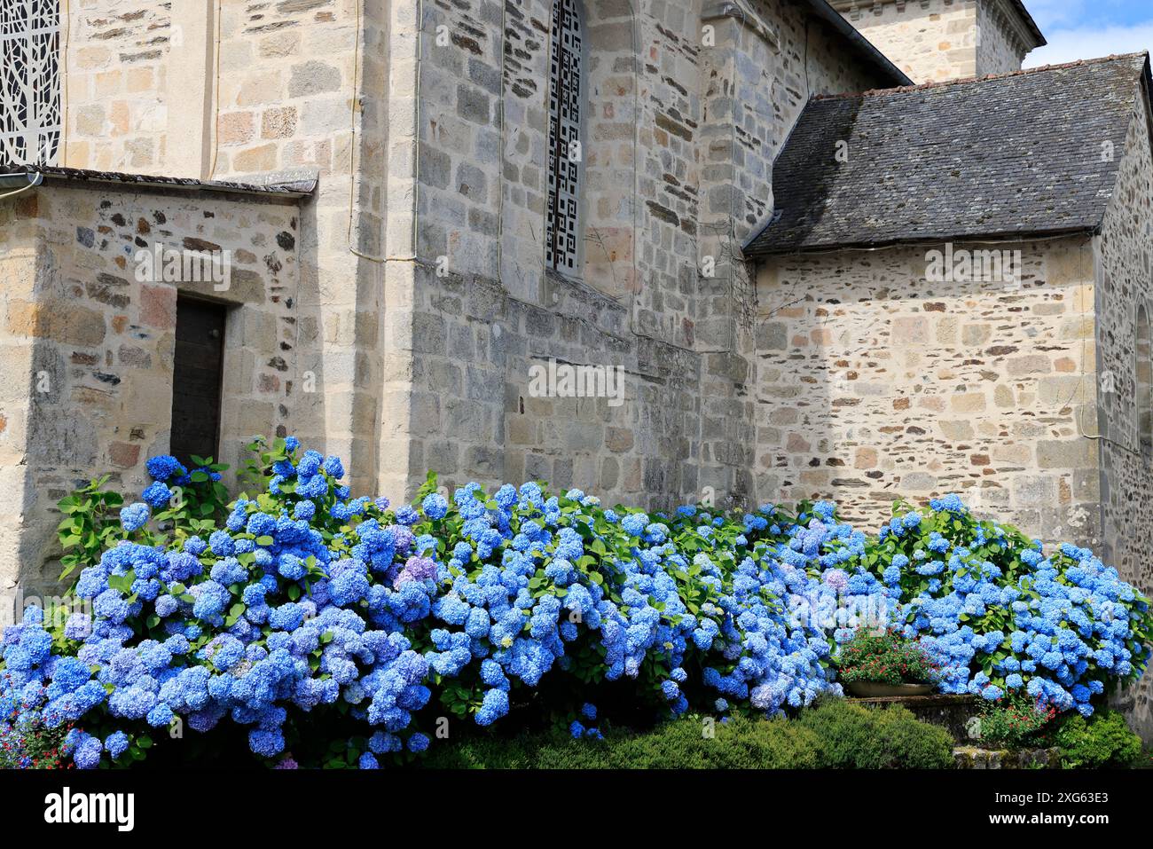 Hortensie blühen im Frühsommer. Blumen und Wohnumfeld. Limousin, Frankreich, Europa. Foto: Hugo Martin/Alamy. Stockfoto