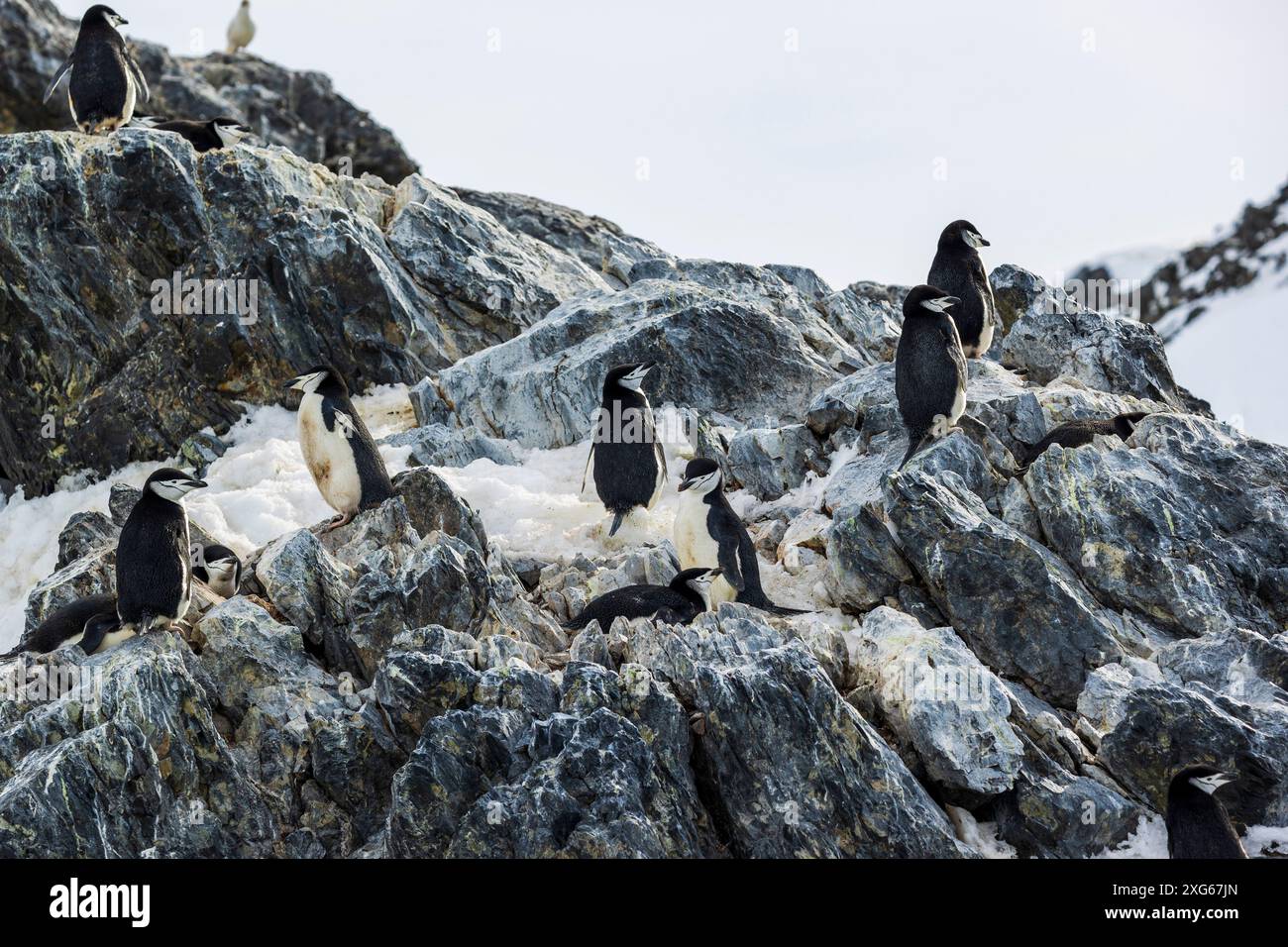 Kinnpinguine, die auf den Duroch-Inseln in der Antarktis auf felsigen Felsvorsprüngen aufbrechen, Mittwoch, 22. November 2023. Foto: David Rowland / One-Image.com Stockfoto