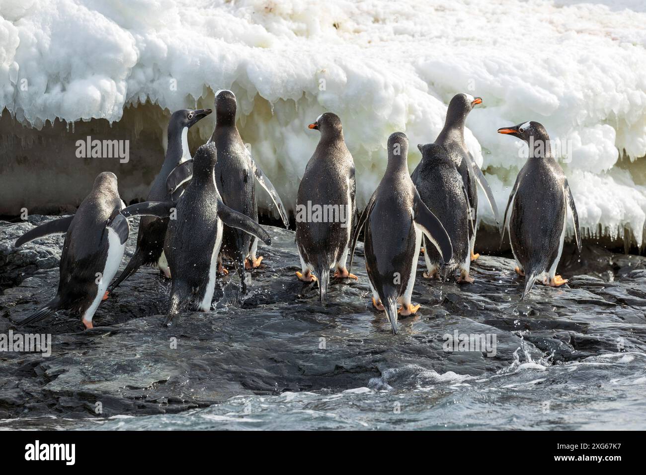 Adelie- und Gentoo-Pinguine auf Duroch-Inseln, Antarktis, Mittwoch, 22. November 2023. Foto: David Rowland / One-Image.com Stockfoto