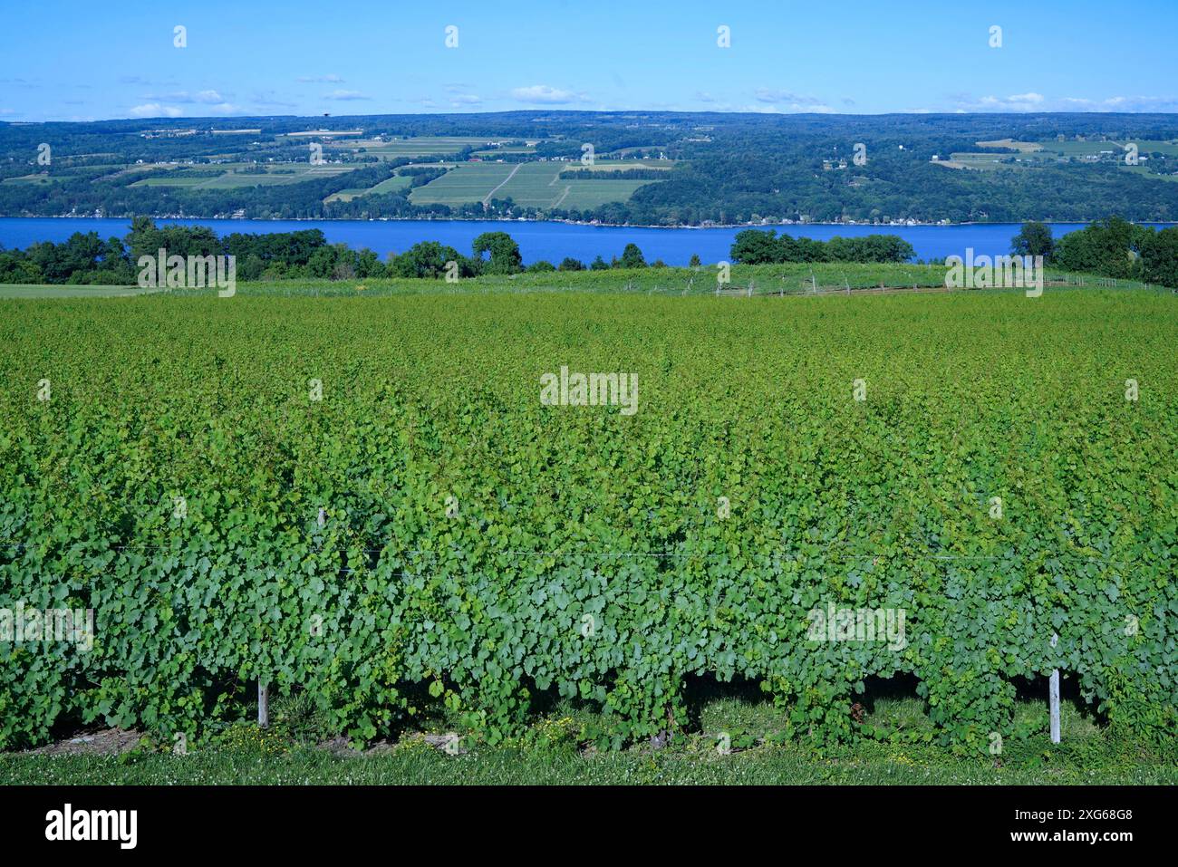 Weinreben in der Finger Lakes Region im Bundesstaat New York Stockfoto