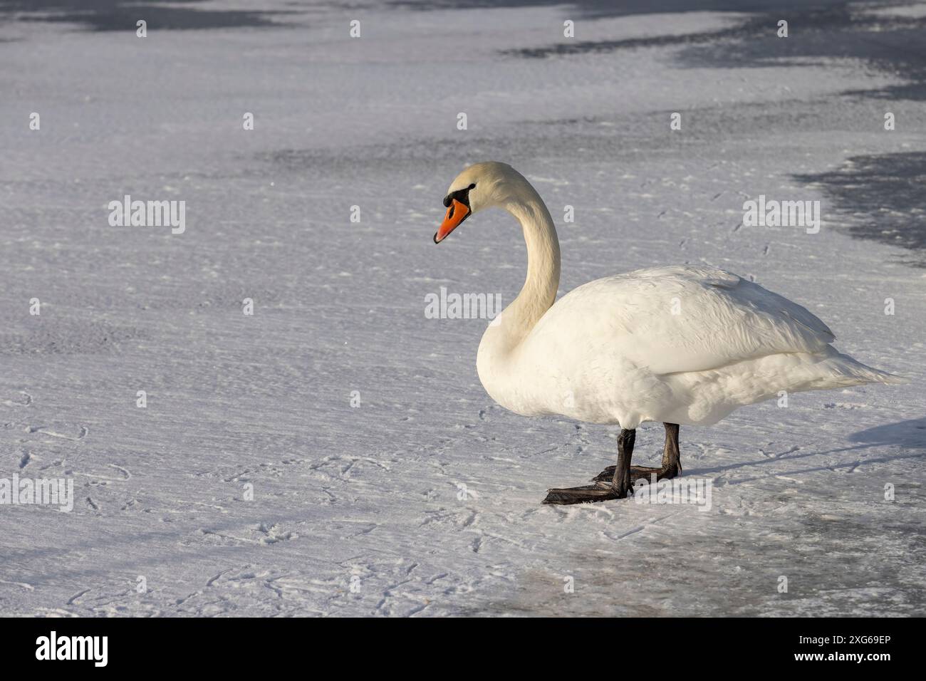 Weiße Schwäne auf einem eisbedeckten Fluss im Winter wandern hungrige weiße Schwäne auf dem Eis eines gefrorenen Flusses Stockfoto