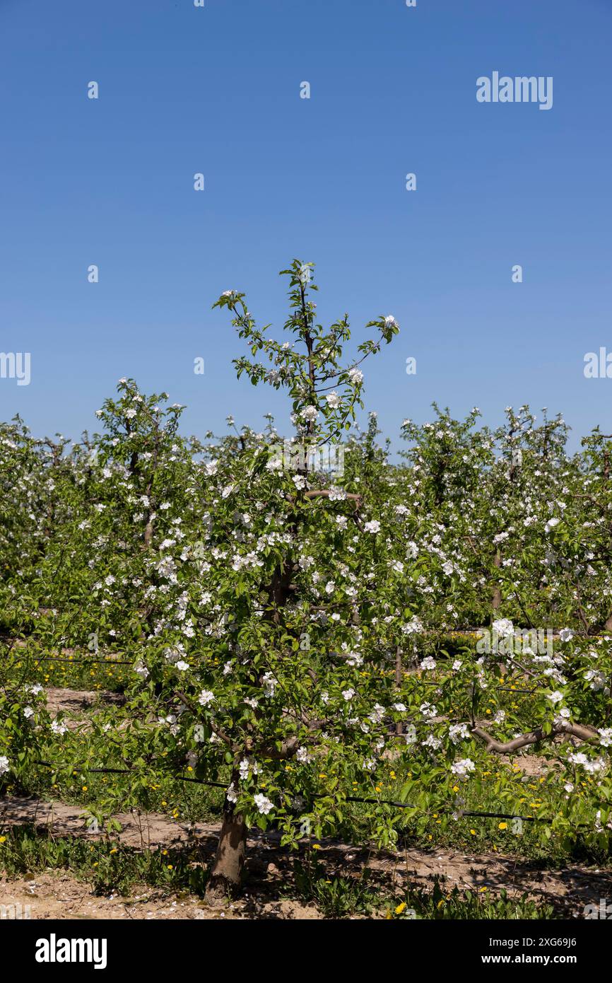 apfelbäume, die im Frühjahr mit weißen Blüten blühen, ein Obstgarten mit weiß blühenden Apfelbäumen auf blauem Himmel Stockfoto